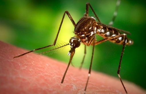Spotorno, la minoranza chiede prevenzione contro la nidificazione delle zanzare in città