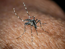 Caso di West Nile a Ceriale: ordinanza del sindaco Fasano, scatta la disinfestazione