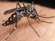 Allerta zanzare in Liguria, le provincie di Imperia e Savona le più infestate