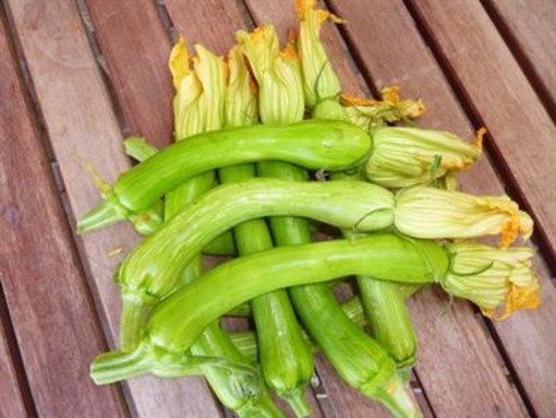 Zucchina trombetta Zucchina trombetta